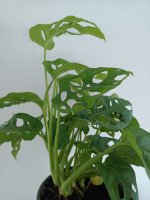 monstera le.jpg