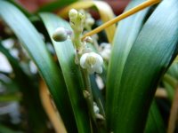 Orquídea terrestre blanca_7_resize.jpg