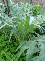 planta.jpg