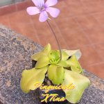 Pinguicula X Tina 2023.jpg Pinguicula X Tina 2023.jpg
