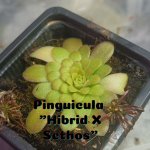Pinguicula X Sethos 2023.jpg Pinguicula X Sethos 2023.jpg