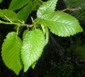 Ulmus_minor o comun.jpg