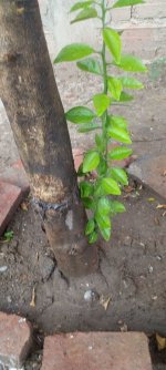 foto 002030.jpg
