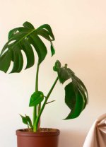 monstera.jpg