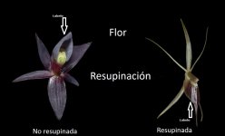 resupinada y no resupinada.jpg resupinada y no resupinada.jpg
