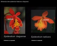 diferencias radicans e Ibaguense 2.jpg diferencias radicans e Ibaguense 2.jpg