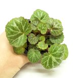 Saxifraga-stolonifera-1.jpg