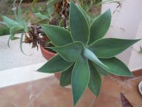 DCP18164 agave atenuatta.JPG