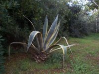 agave americana.jpg