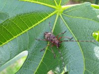 insecto 1.jpg