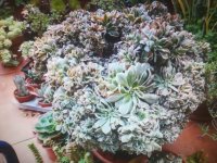 aeonium  sunburt crestatta.jpg