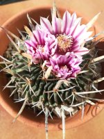 2- estenocactus crispatus              22-2-19.jpg