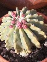 4 ferocactus glaucenes inermis  2-4-22.jpg