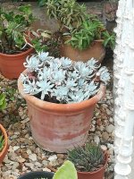 1 dudleya britonii  20-1-19.jpg