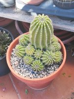 Echinopsis Mammulosus var. Silvatica.jpg