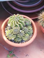 mammillaria multiplex.jpg