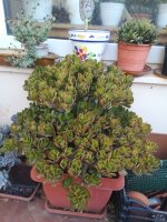 8-crassula ovata hunmel´s sunset  16-8-21.jpg