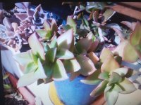 crassula lactea.jpg