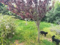 4- pisardis y gatos.jpg