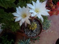 echinocactus subdenudada  v. blanco.jpg