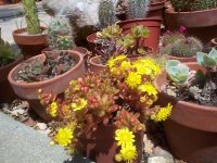 aeonium sedifolium red.jpg