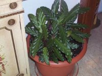 perdida -calathea rufibarba.jpg