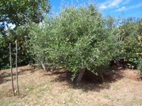 acebuche nacido de semillas.jpg
