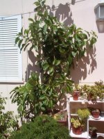 solandra maxima -  perdida.jpg