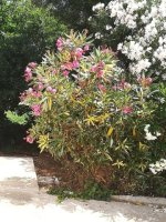 7- adelfas rosadas -4-7 (Small).jpg