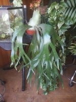 PLANTAS.jpg PLANTAS.jpg
