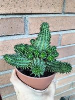 Euphorbia suzannae.jpg