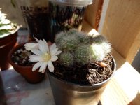 Rebutia mini 2_3_resize.jpg
