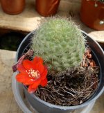 Rebutia mini II_2_resize.jpg
