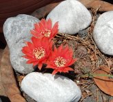 Rebutia sp_2_resize.jpg