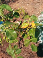 ROSAL 1 25.jpg ROSAL 1 25.jpg
