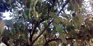 IMG-20230817-WA0001.jpg