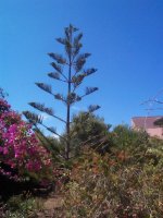 DCP15346 araucaria heterophylla con piñas.JPG