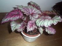 perdida-begonia  rex.jpg
