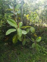 4- ficus suelo   20-4-2018.jpg