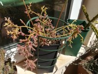 3  rhipsalis ceres 10-3-20.jpg