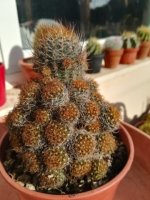 1- echinopsis schieliana   5-1-19 (Small).jpg