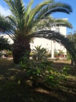 12- palmera y stretlizia reginae.jpg