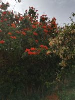 9 tecomaria campesis 20-9.jpg