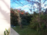 campis radicans.jpg