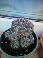 7- Gymnocalicium Baldianum  12-7-19.jpg
