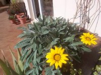 5309b7ec01eb3 gazania.jpg