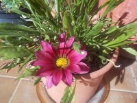 Gazanias 5309b835e43b7.jpg