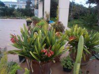 DCP16855 clivia cirthanthifolia.JPG
