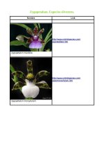 Zygopetalum - Especies_Página_4.jpg