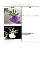 Zygopetalum - Especies_Página_5.jpg